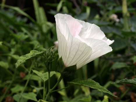 Veins on White  Veins on White